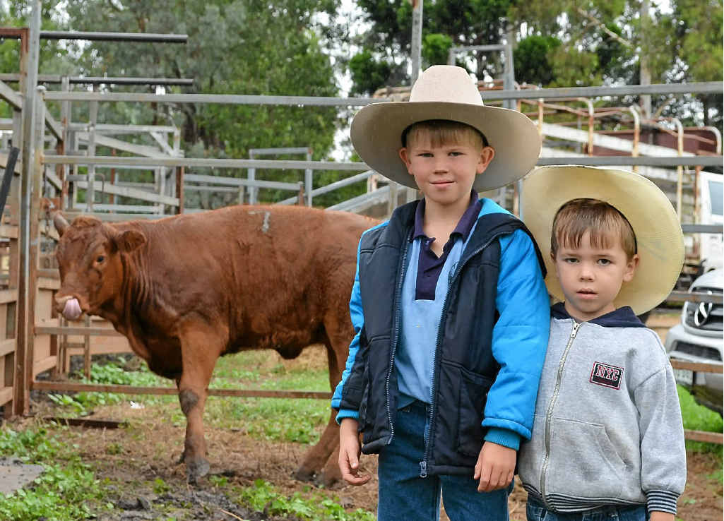 EARLY START: Youngsters Mitchell, 7, and Cody Muller, 4, with their ribbon-winning steer at Killarney Show. EARLY START: Youngsters Mitchell, 7, and Cody Muller, 4, with their ribbon-winning steer at Killarney Show.